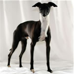 Ch Lebeck Nomad at Marchwind - Seal Irish Italian Greyhound